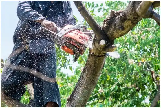 tree services Greenback